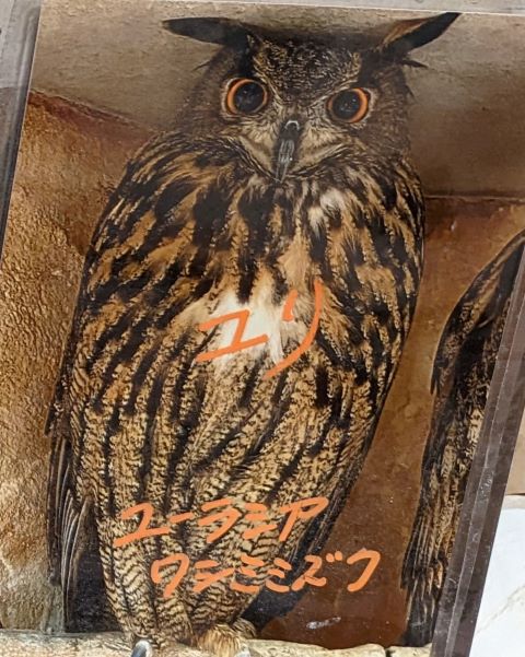 福岡県福岡市中央区今泉にある「ふくろうカフェ天神」にいるユーラシアワシミミズクのユリの写真